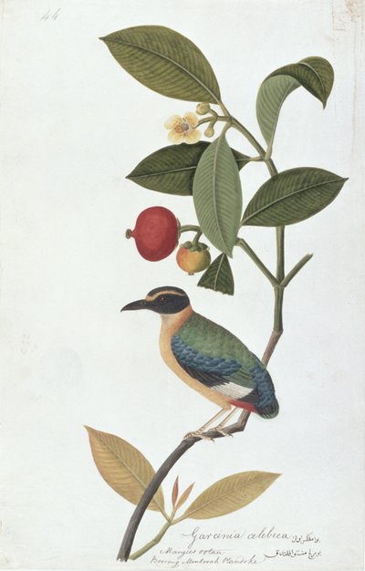 Garcinia celebica, Mangies ootan, Bourong Mentooah Plandoka, from Drawings of Birds from Malacca, c.1805-18 by Chinese School